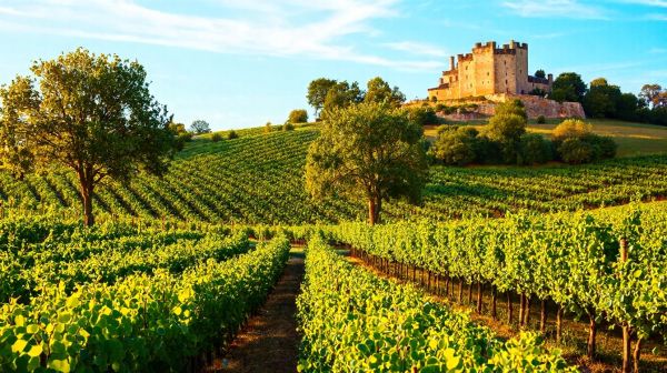 Top 5 expériences viticoles immanquables en Bourgogne